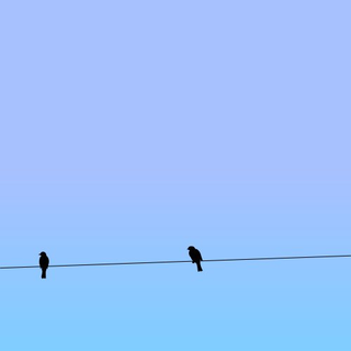 image from @__birds__